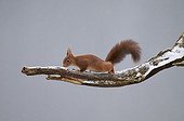 Ecureuil roux sur une branche dans une coupe de bois France