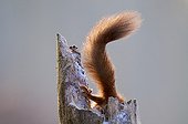 Red squirrel in a trunk in a timber France