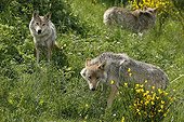 European Wolves eating in a clearing France 