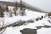 Children sleigh pulled by dogs Queyras Alps France 