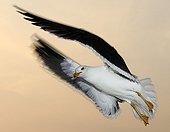 Backed Gull in flight in the Netherlands in spring
