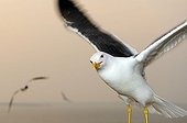 Backed Gull in flight in the Netherlands in spring