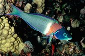 saddle wrasse terminal male color phase endemic species, Kona, Big Island, Pacific Ocean, Hawaii, USA