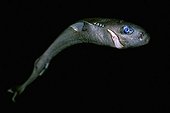 pygmy shark female the smallest shark species (deep sea specimen), Kona, Big Island, Pacific Ocean, Hawaii, USA