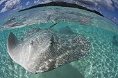 Pink whip ray in the lagoon Tahaa French Polynesia