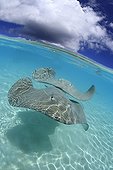 Pink whip rays in the lagoon Tahaa French Polynesia