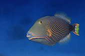 Redlinned triggerfish swim French Polynesia 