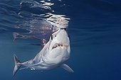 Shortfin Mako Shark, San Diego, East Pacific Ocean, California, USA