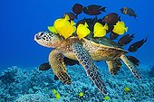 Green Sea Turtle cleaned by Surgeonfishes, Kona Coast, Big Island, Pacific Ocean, Hawaii, USA