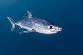 Shortfin Mako Shark with parasitic Copepods, Big Island, Kona Coast, Hawaii, USA