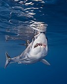 Aggressive Shortfin Mako Shark, Big Island, Kona Coast, Hawaii, USA