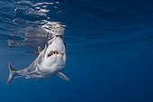Shortfin Mako Shark, Big Island, Kona Coast, Hawaii, USA