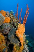 Orange Elephant Ear Sponge and Red Finger Sponge, Santa Lucia, Caribbean Sea, Cuba