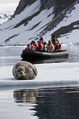 Tourists on Zodiac watching Bearded Seal, Spitsbergen, Svalbard Archipelago, Norway