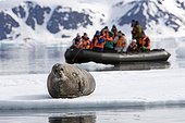 Tourists on Zodiac watching Bearded Seal, Spitsbergen, Svalbard Archipelago, Norway