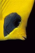 Masked Butterflyfish, Red Sea, Egypt
