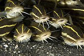 Striped Catfish, Lembeh Strait, Sulawesi, Indonesia