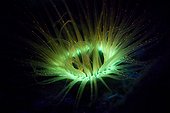 Tube Anemoe fluoresces at Night, Cabilao Island, Visayas Islands, Philippines
