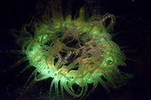 Tube Anemoe fluoresces at Night, Cabilao Island, Visayas Islands, Philippines