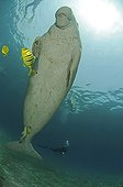 Dugong and Scuba Diver, Abu Dabab, Marsa Alam, Red Sea, Egypt