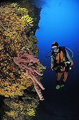 Diver and Pink Tube Sponge, Cres Island, Mediterranean Sea, Croatia