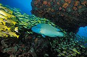 Napoleon Humpback Wrasse and Shoal of Bluestripe Snapper, Maya Thila, Ari Atoll, Indian Ocean, Maldives