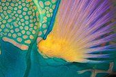 Pectoral Fin of Bicolor Parrotfish, Ari Atoll, Indian Ocean, Maldives