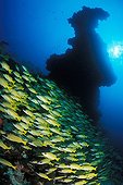 Shoal of Bluestripe Snapper, Maya Thila, Ari Atoll, Indian Ocean, Maldives