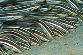 Striped Eel Catfish, Puerto Galera, Mindoro Island, Philippines