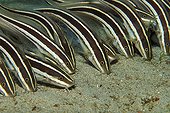 Striped Eel Catfish, Puerto Galera, Mindoro Island, Philippines
