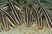 Striped Eel Catfish, Puerto Galera, Mindoro Island, Philippines