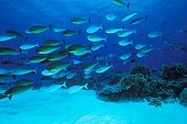 Shoal of Surgeonfishes, Tubbataha Reef, North Atoll, Sulu Sea, Philippines