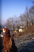 Hen in Farmyard near Paris Bagnolet View France ;  
