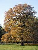 Oak autumn Bois de Vincennes Paris France