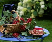 Basket of different berries in summer ; 'Delbard Robusta', Currant  'Bosron' and 'Glory Sablons'