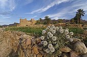 Ksar and orchard in the Draa Valley in Morocco ; To the south of Ouarzazate is located the Draa Valley, an oasis 200 km bordered by fields and palm