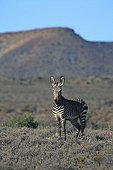 Cape Mountain Zebra Karoo National Park South Africa 