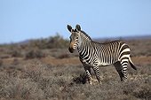 Cape Mountain Zebra Karoo National Park South Africa 