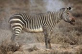 Cape Zebra snorting Karoo National Park South Africa ; Zebra Cape snorting after rolling on the ground in an area of loose soil