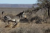 Cape Zebra running Karoo National Park South Africa