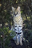 Serval Rehabilitation Centre Tenikwa South Africa ; Rehabilitation Centre Tenikwa collects cats in order to relocate them in the wild, except disability. 
