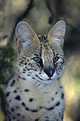 Portrait Serval Rehabilitation Centre Tenikwa South Africa ; Rehabilitation Centre Tenikwa collects cats in order to relocate them in the wild, except disability. 