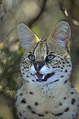 Portrait Serval Rehabilitation Centre Tenikwa South Africa ; Rehabilitation Centre Tenikwa collects cats in order to relocate them in the wild, except disability. 