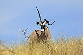 Gemsbok avec une corne déformée Kgalagadi Afrique du Sud