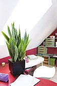 Sanseveria in an office ; Plant air-filtering soil
