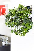 Ivy in a pot in a kitchen wall ; Plant air-filtering soil