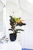 Croton in a bathroom ; Plant air-filtering soil