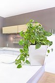 Pothos in a bathroom ; Plant air-filtering soil