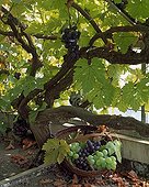 Harvest of grape and wine grape in a garden