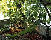 Harvest of grape and wine grape in a garden